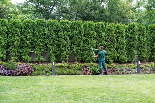 Best Lawn Disease Treatment  in Mountain Home, ID