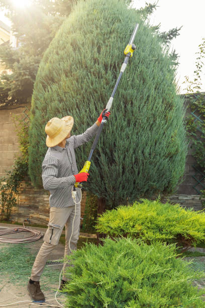 Best Lawn Disease Treatment  in Mountain Home, ID